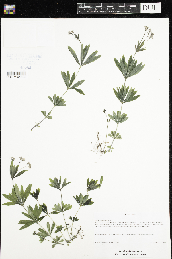 Galium odoratum image