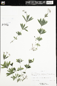 Image of Galium odoratum