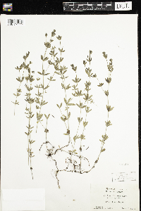 Image of Galium obtusum
