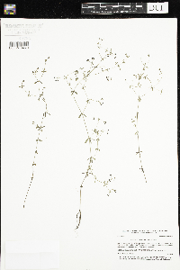 Galium aparine image