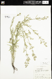 Canadanthus modestus image