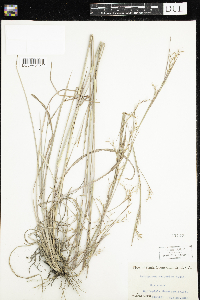 Schizachyrium scoparium image