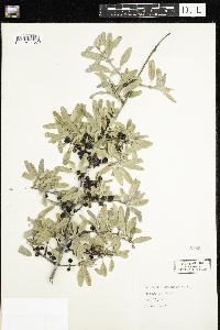 Media resource of Shepherdia argentea