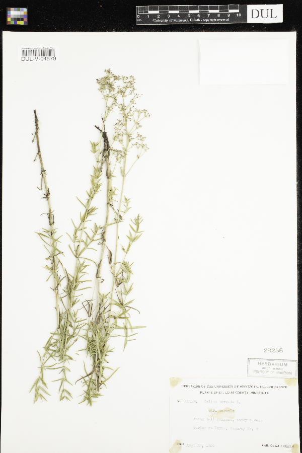 Galium boreale var. boreale image