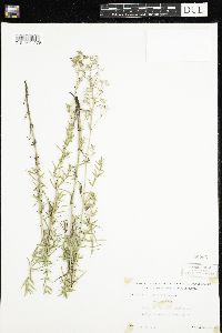 Media resource of Galium boreale