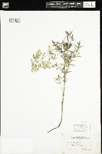 Tragopogon dubius image