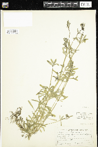 Media resource of Galium aparine