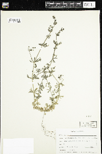 Galium aparine image
