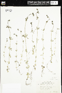 Galium aparine image