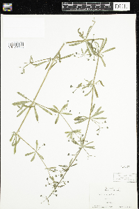 Galium aparine image