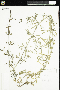 Galium aparine image