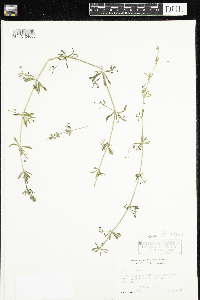 Galium aparine image