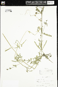 Galium aparine image