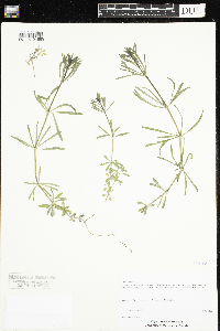 Galium aparine image