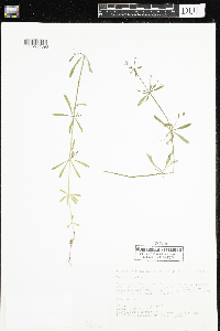 Galium aparine image