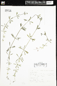 Galium aparine image