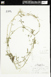 Galium aparine image
