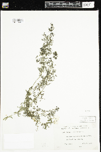 Galium aparine image
