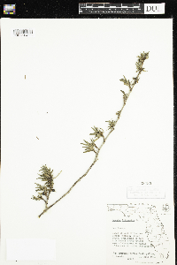 thumbnail image of current specimen