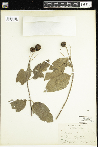 Cephalanthus occidentalis image