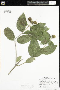 Cephalanthus occidentalis image