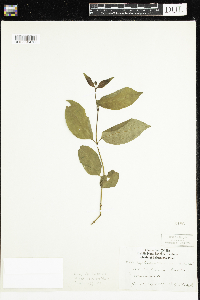 Cephalanthus occidentalis image