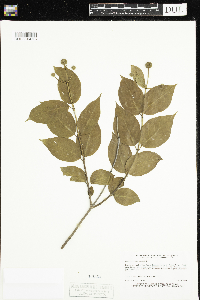 Cephalanthus occidentalis image