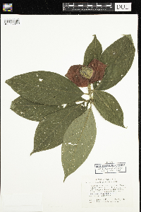 Image Associated With the Occurrence