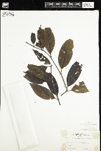 Cephalanthus occidentalis image