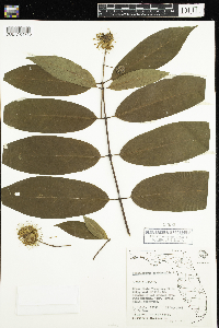 Cephalanthus occidentalis image