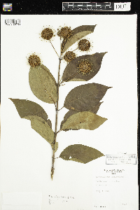 Cephalanthus occidentalis image