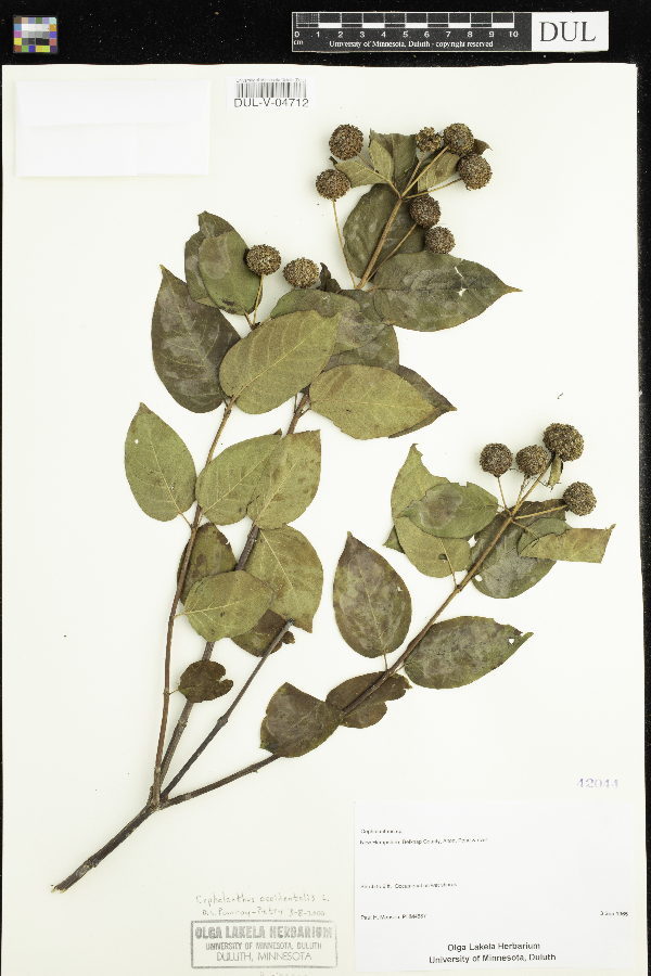 Cephalanthus occidentalis image