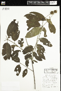 Cephalanthus occidentalis image