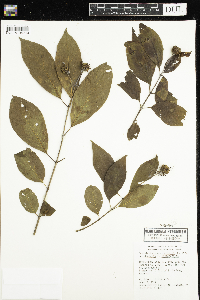 Cephalanthus occidentalis image