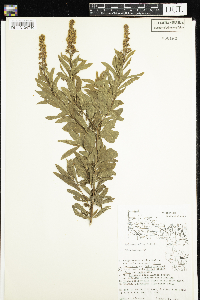 Spiraea alba image