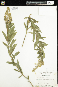 Spiraea alba image