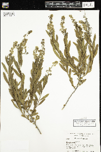 Spiraea alba image