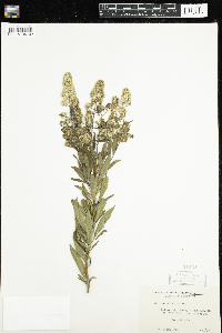Spiraea alba image