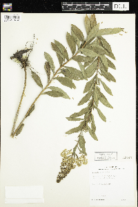 Spiraea alba image