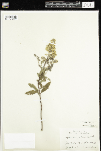 Spiraea alba image