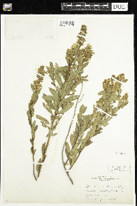 Spiraea alba image