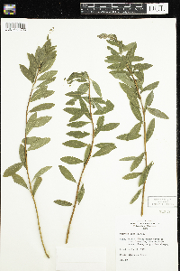 Spiraea alba image