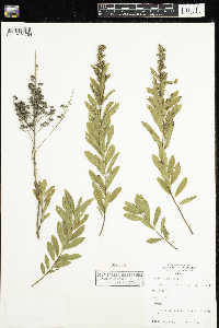 Spiraea alba image