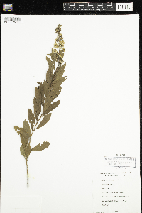 Spiraea alba image