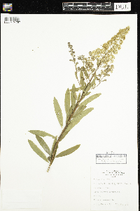 Spiraea alba image
