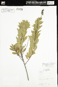 Spiraea alba image