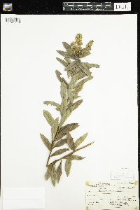 Spiraea alba image