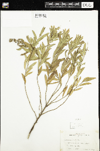 Spiraea alba image