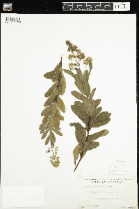 Spiraea alba image