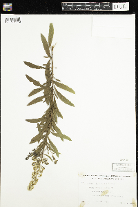 Spiraea alba image